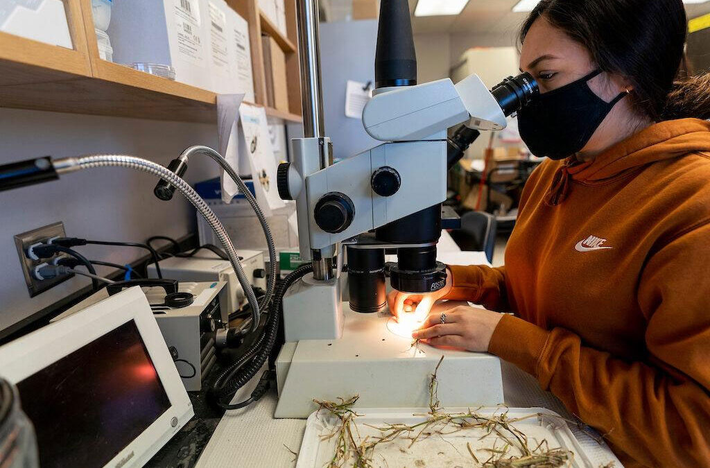 Avances en la identificación de nematodos mediante análisis de laboratorio