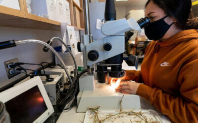 Avances en la identificación de nematodos mediante análisis de laboratorio